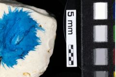 Foto (Detailansicht) von Decapoda indet. (lobster) (NHMW-GEO-1990-0041-0205b)